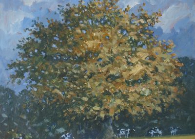 Autumn Oak and Cows