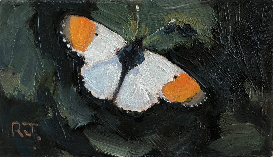 Orange Tip Butterfly